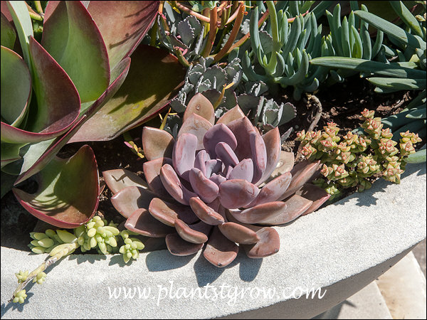 Growing outdoors in a large cement pot along with other succulents.